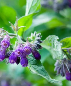 Lotmay™ Herbal Comfrey Patches